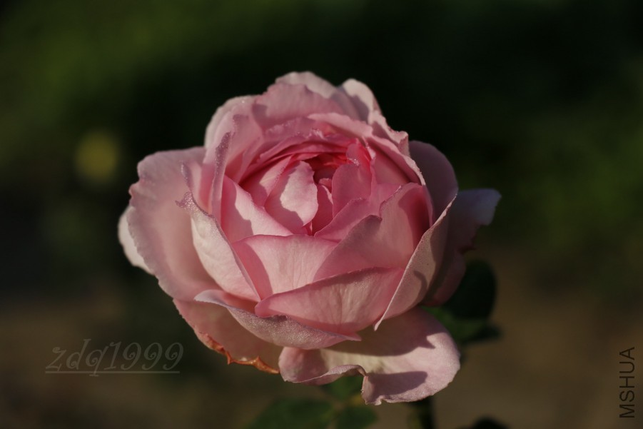 _MG_8442.jpg