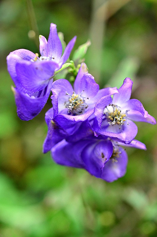 ëݢ����ͷ (1).JPG