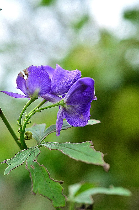 ëݢ����ͷ (2).JPG