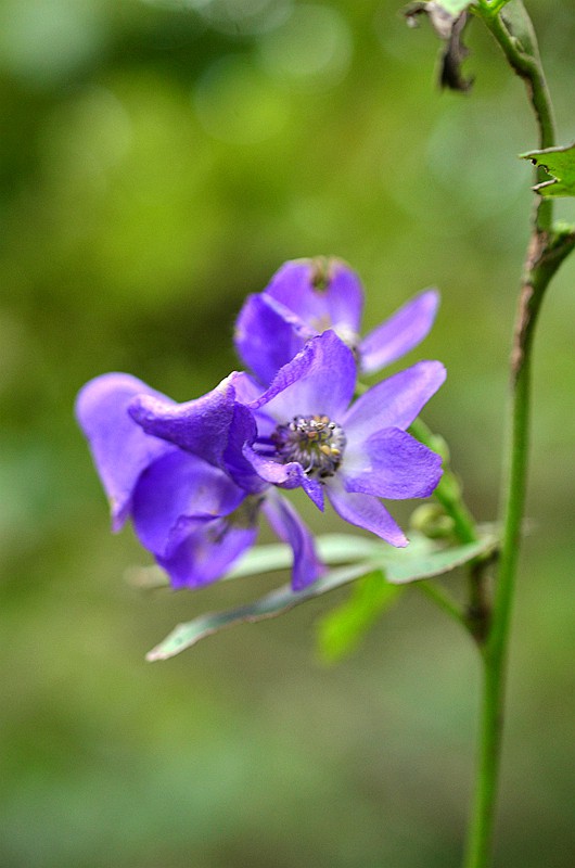 ëݢ����ͷ (3).JPG