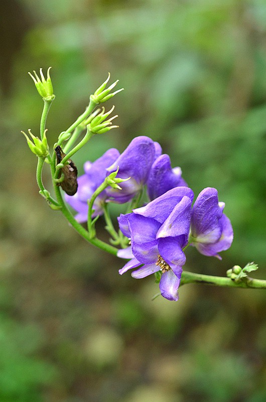 ëݢ����ͷ (4).JPG