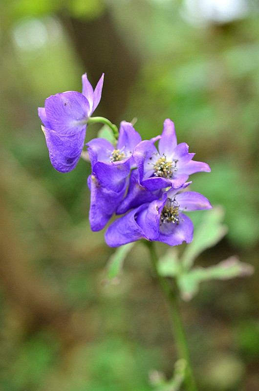 ëݢ����ͷ (5).JPG