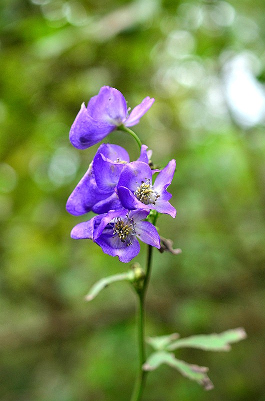 ëݢ����ͷ (6).JPG