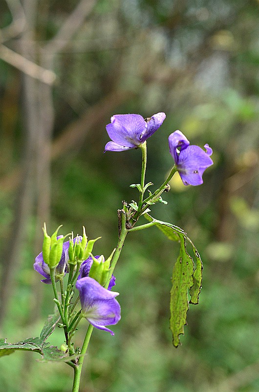 ëݢ����ͷ (7).JPG