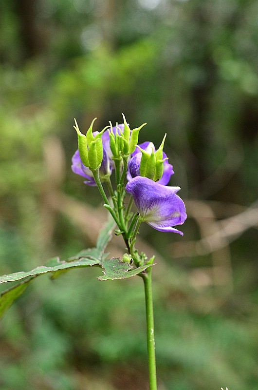 ëݢ����ͷ (8).JPG