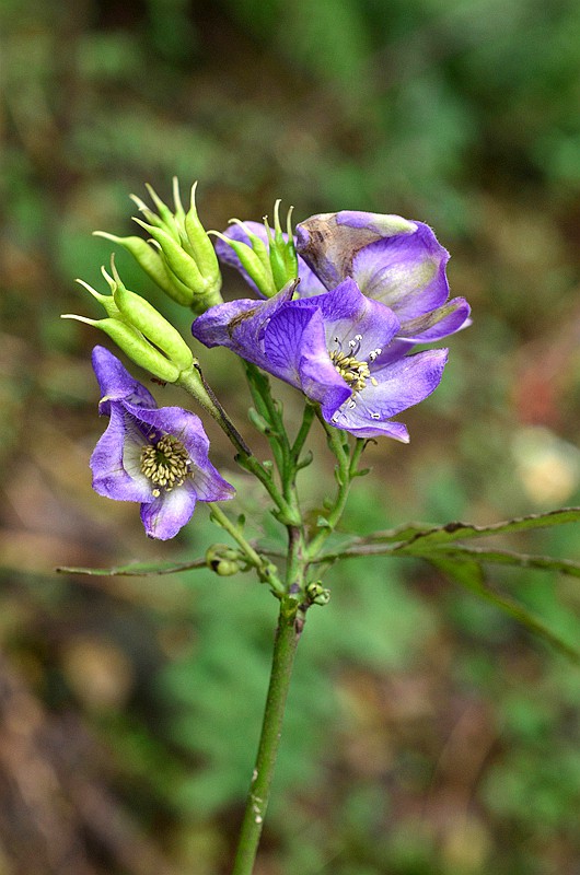 ëݢ����ͷ (9).JPG