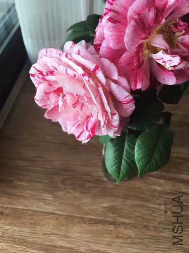 963049DE-047F-4018-B909-3BB5FA4AFA42.jpeg