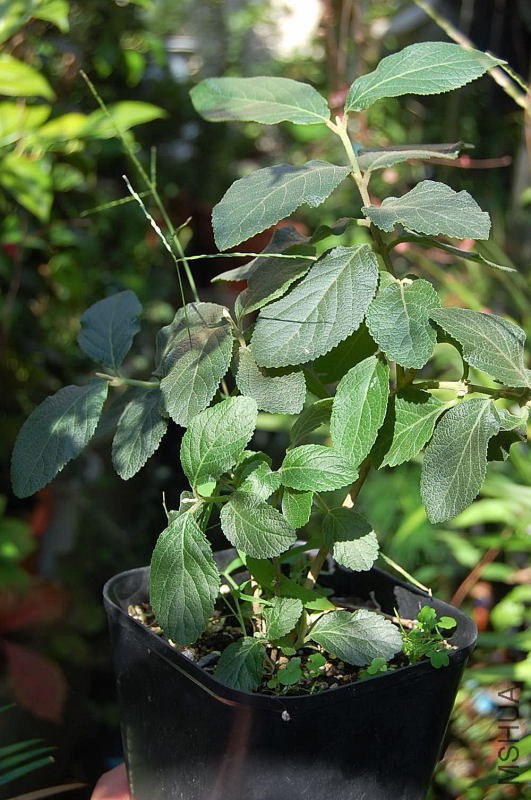DSC_10810107.JPG