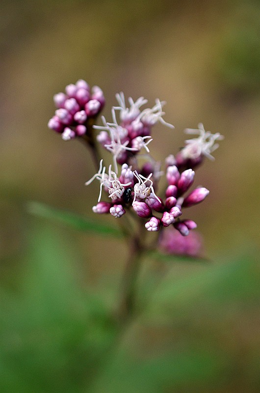 �տ����� (1).JPG