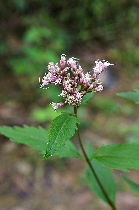 �տ����� (2).JPG