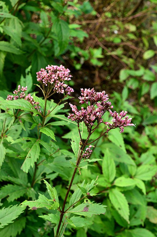 �տ����� (4).JPG