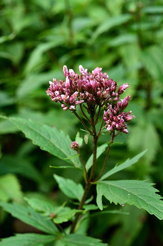 �տ����� (3).JPG