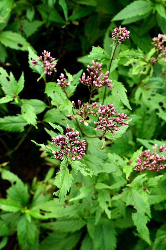 �տ����� (5).JPG