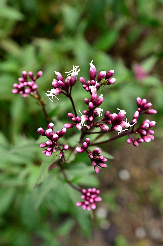 �տ����� (6).JPG