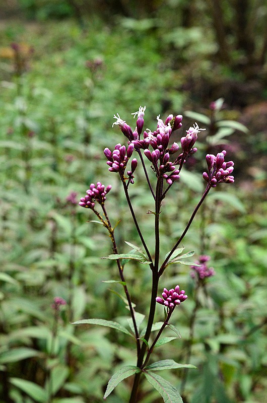 �տ����� (7).JPG