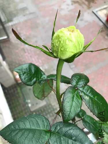 IMG_6591.JPG