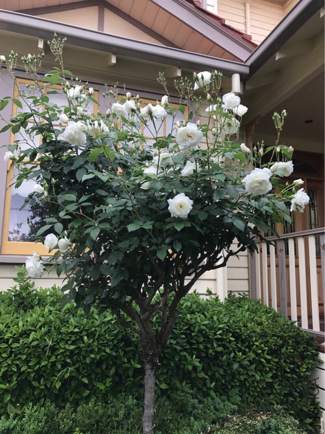 ��ɫ����