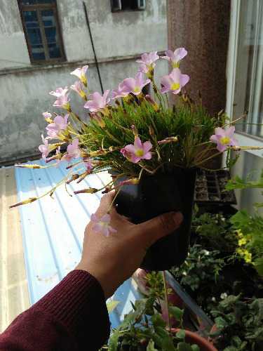 IMG20171026125200.jpg