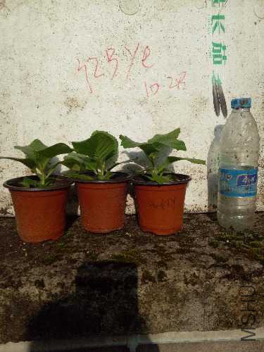 IMG20171027153907.jpg