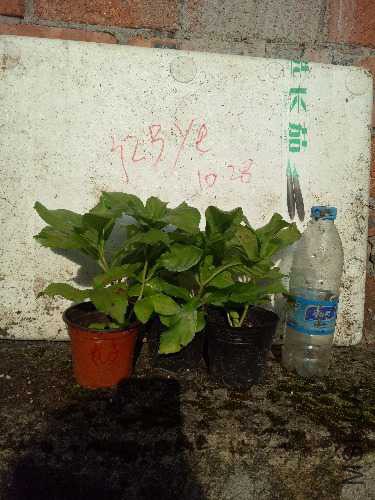IMG20171027153734.jpg