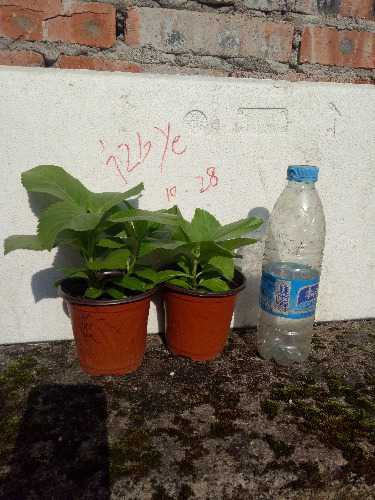 IMG20171027150259.jpg