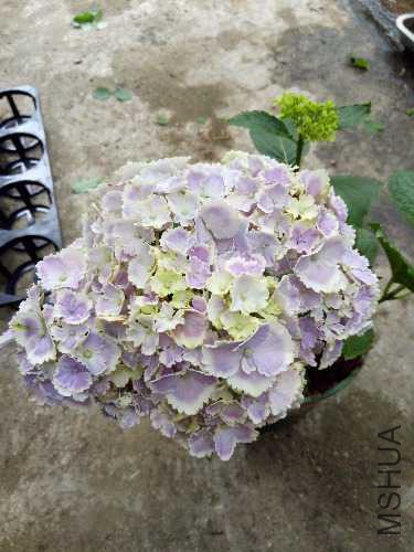 IMG20170529132558.jpg