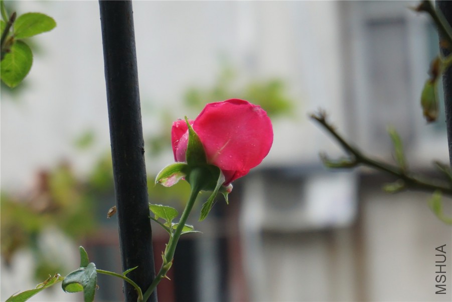 DSC00575.jpg