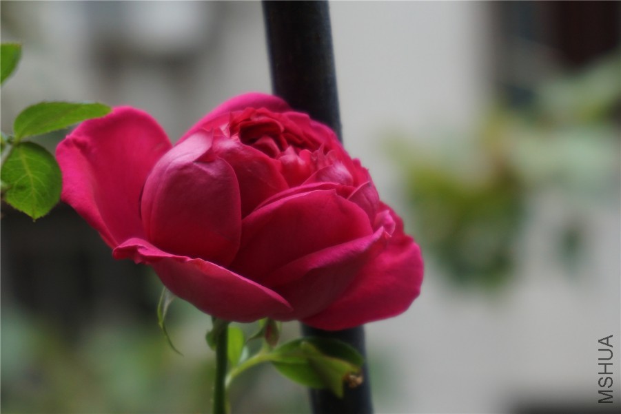 DSC00585.jpg