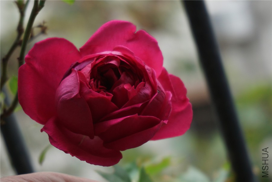 DSC00586.jpg