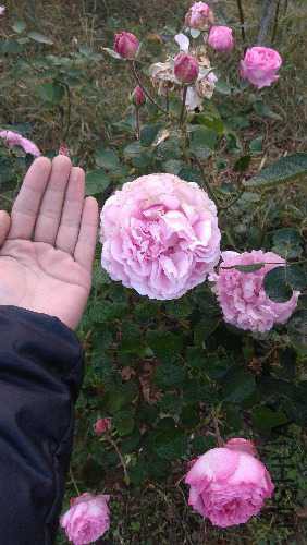 IMG_20171028_064150.jpg
