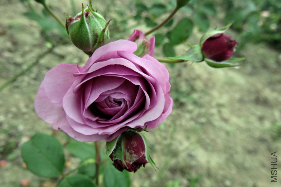 IMG_0755.JPG