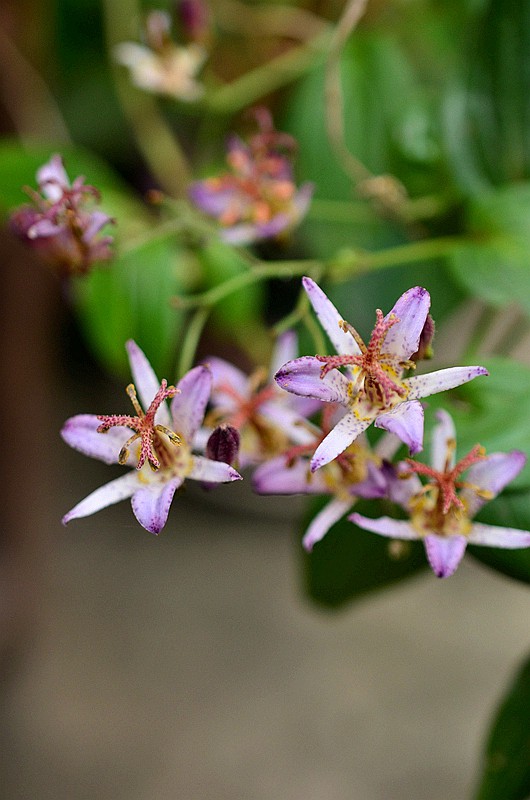 �ٺϿ�TW�͵�� (1).JPG