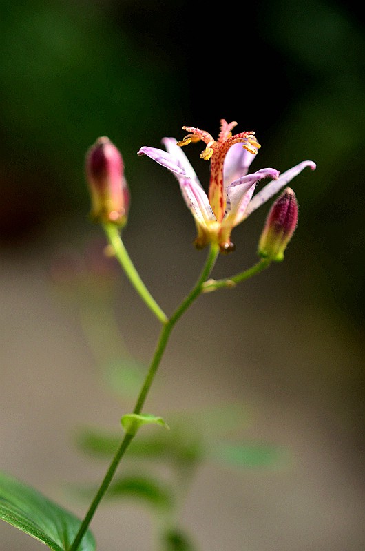 �ٺϿ�TW�͵�� (8).JPG