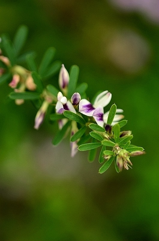 ���ƽ�Ҷ��ɨ�� (1).JPG