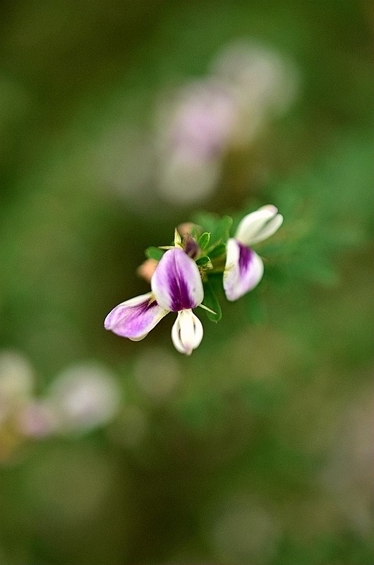 ���ƽ�Ҷ��ɨ�� (2).JPG