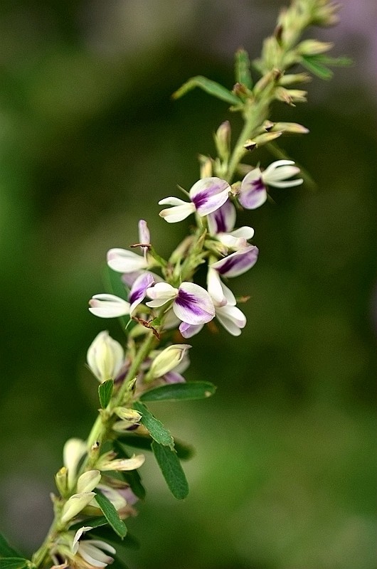 ���ƽ�Ҷ��ɨ�� (4).JPG