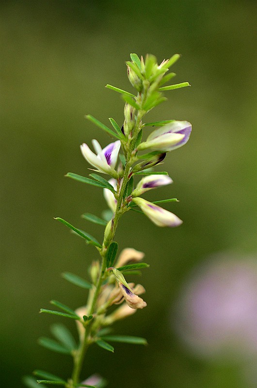 ���ƽ�Ҷ��ɨ�� (3).JPG