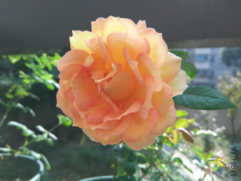 IMG_20171101_131757_resize.jpg