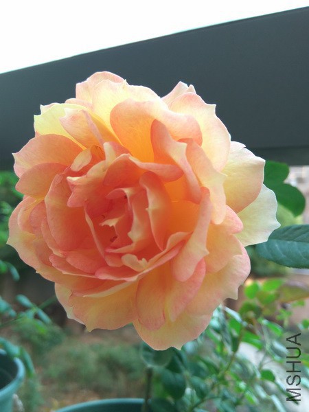 IMG_20171101_155132_resize.jpg