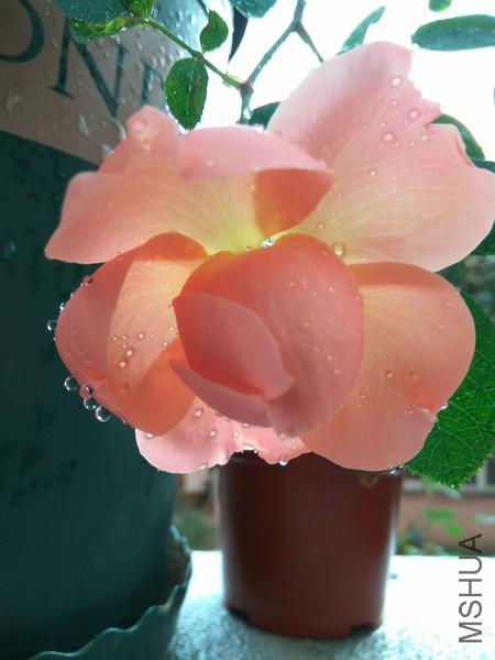 IMG_20171101_161155_resize.jpg