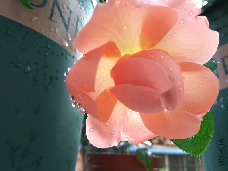 IMG_20171101_161208_resize.jpg