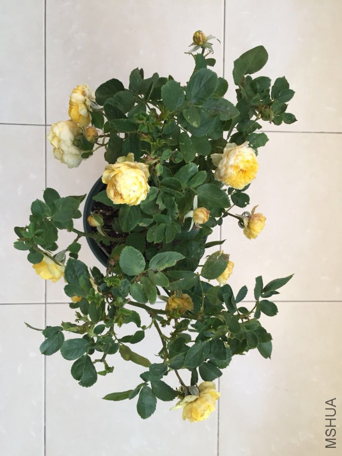 ΢��ͼƬ_20171106080725.jpg