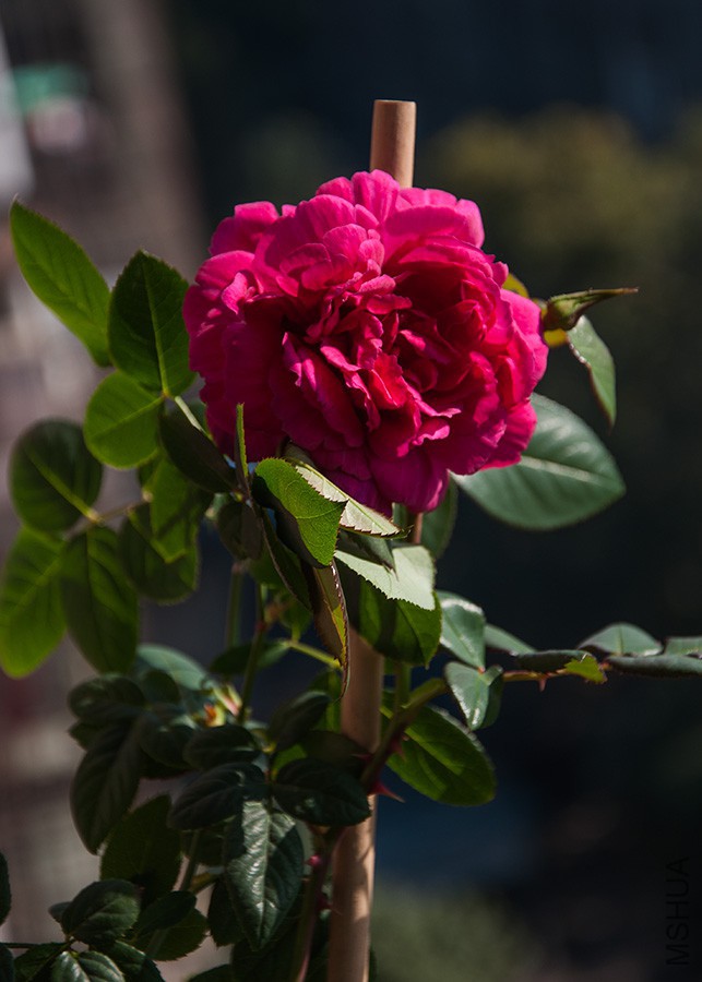 DSC_8065_250K_230�¼�.jpg