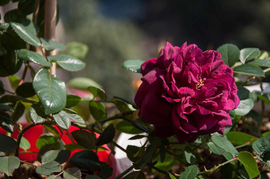 DSC_8067_250k_�ʹ�.jpg