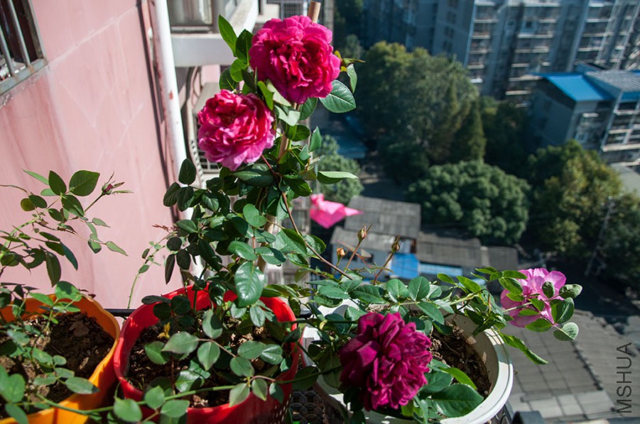 DSC_8095_250k.jpg