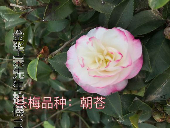 3b1ca92b2834349b46ed31cac2ea15ce37d3be4c.jpg