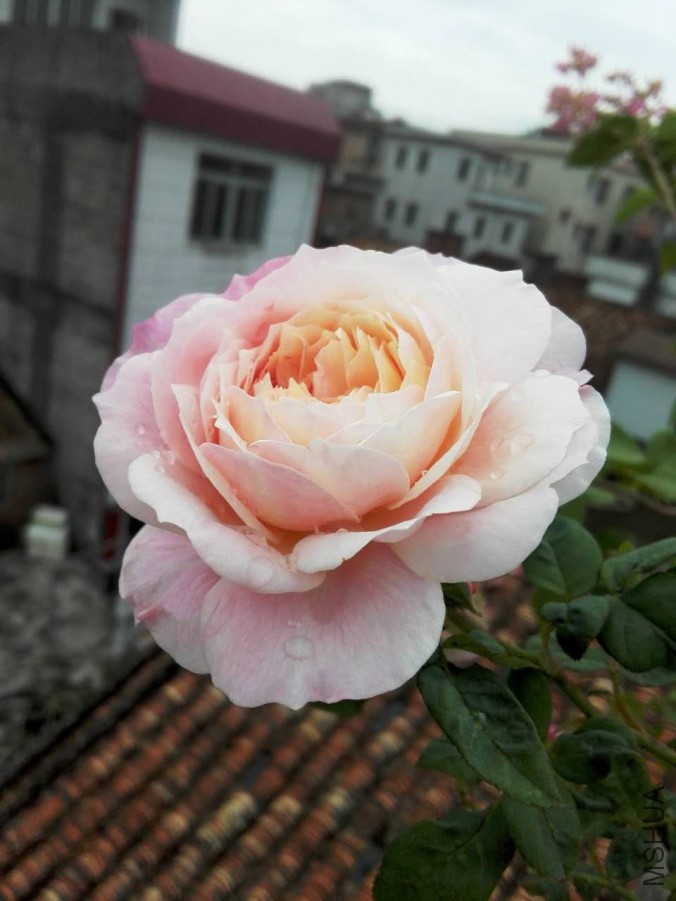 ΢��ͼƬ_20171109122821.jpg