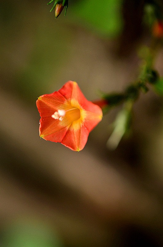 �����ƳȺ����� (1).JPG