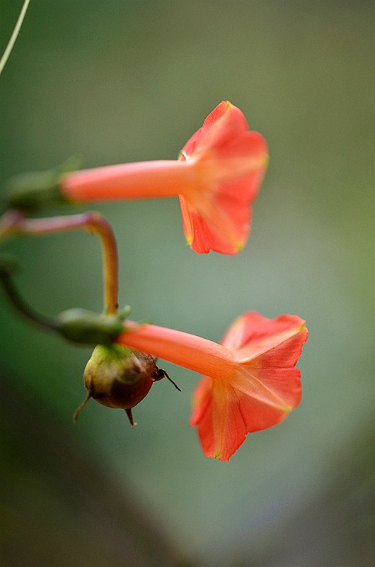 �����ƳȺ����� (3).JPG