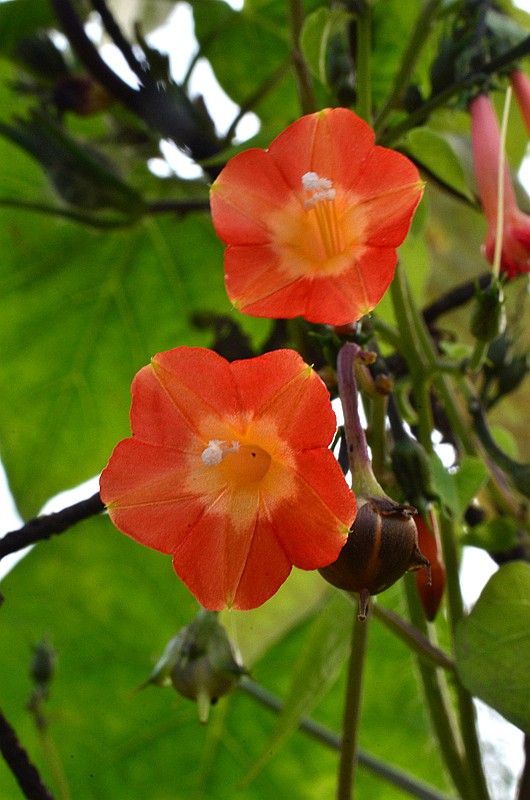 �����ƳȺ����� (7).JPG